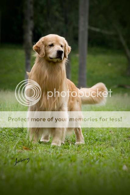 Dog picture