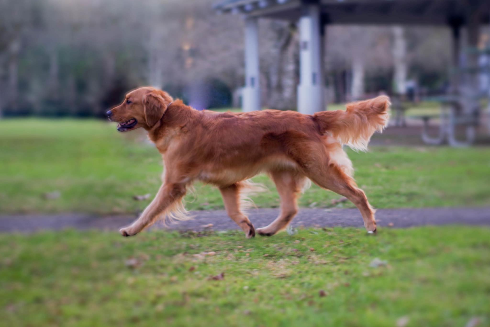 Dog picture