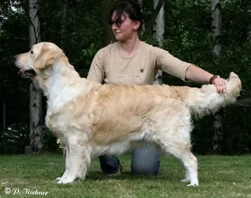 Dog picture