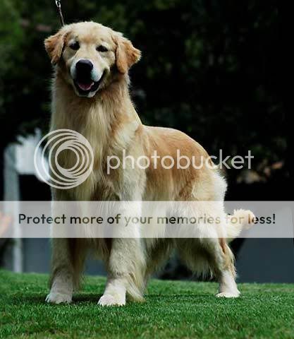 Dog picture
