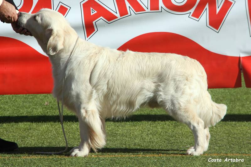 Dog picture