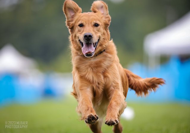 Dog picture