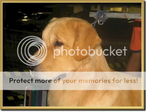 Dog picture