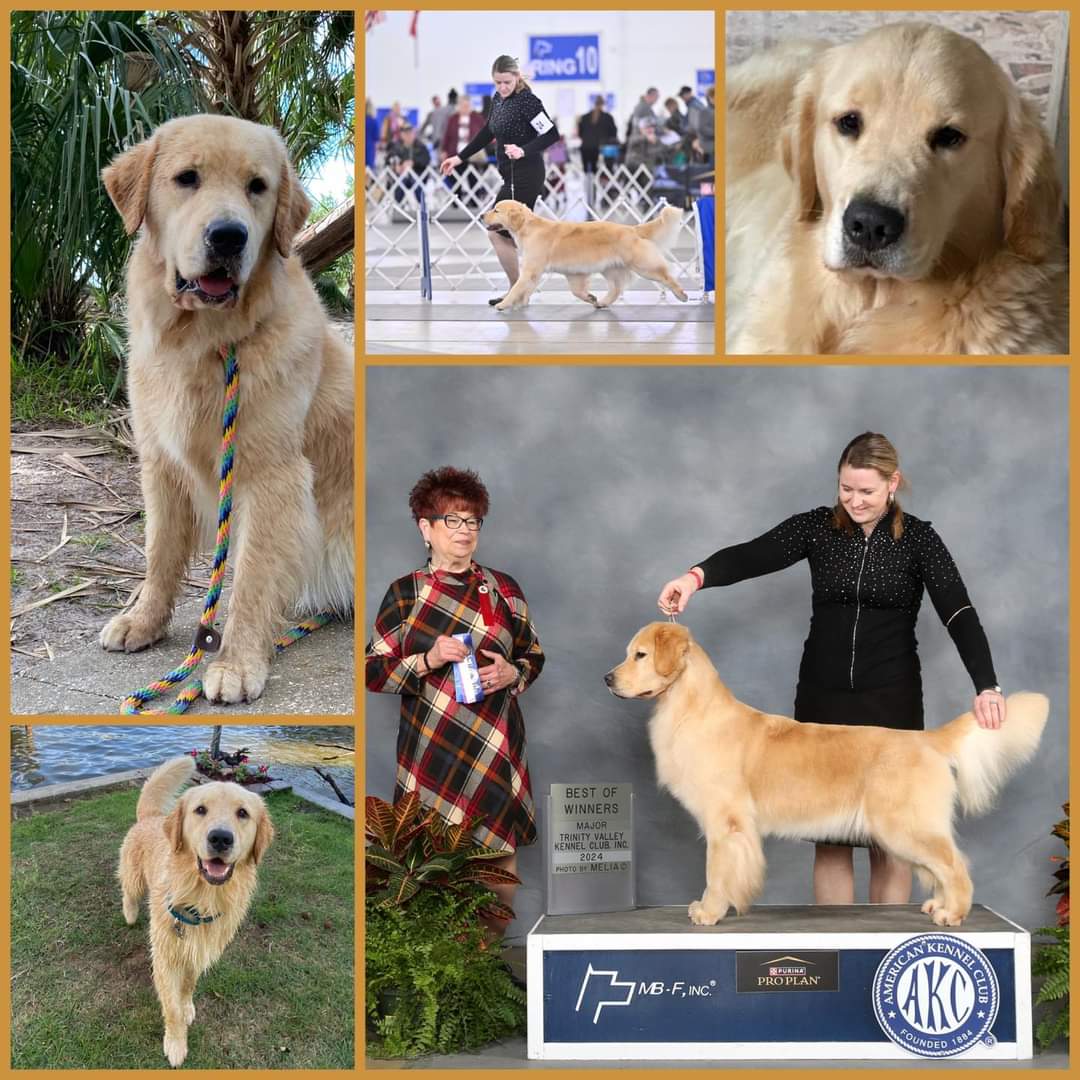 Dog picture