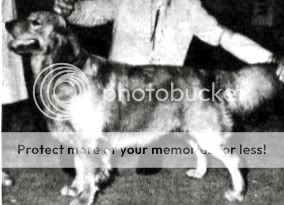 Dog picture