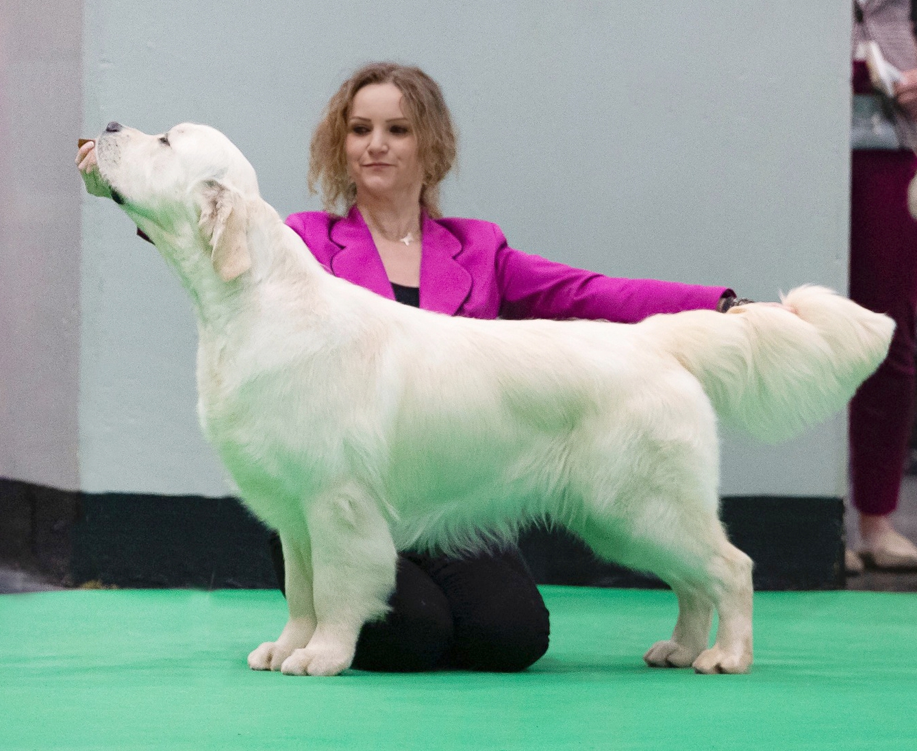Dog picture