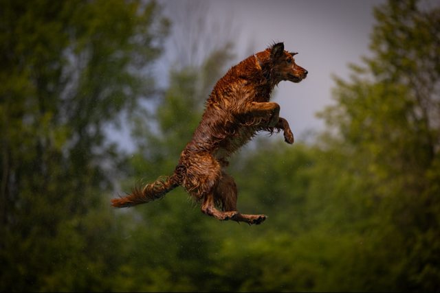Dog picture