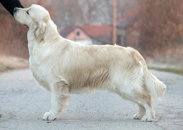 Dog picture