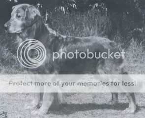 Dog picture