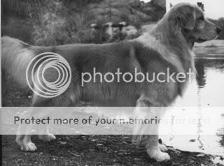 Dog picture