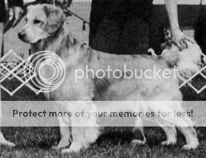 Dog picture