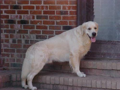 Dog picture