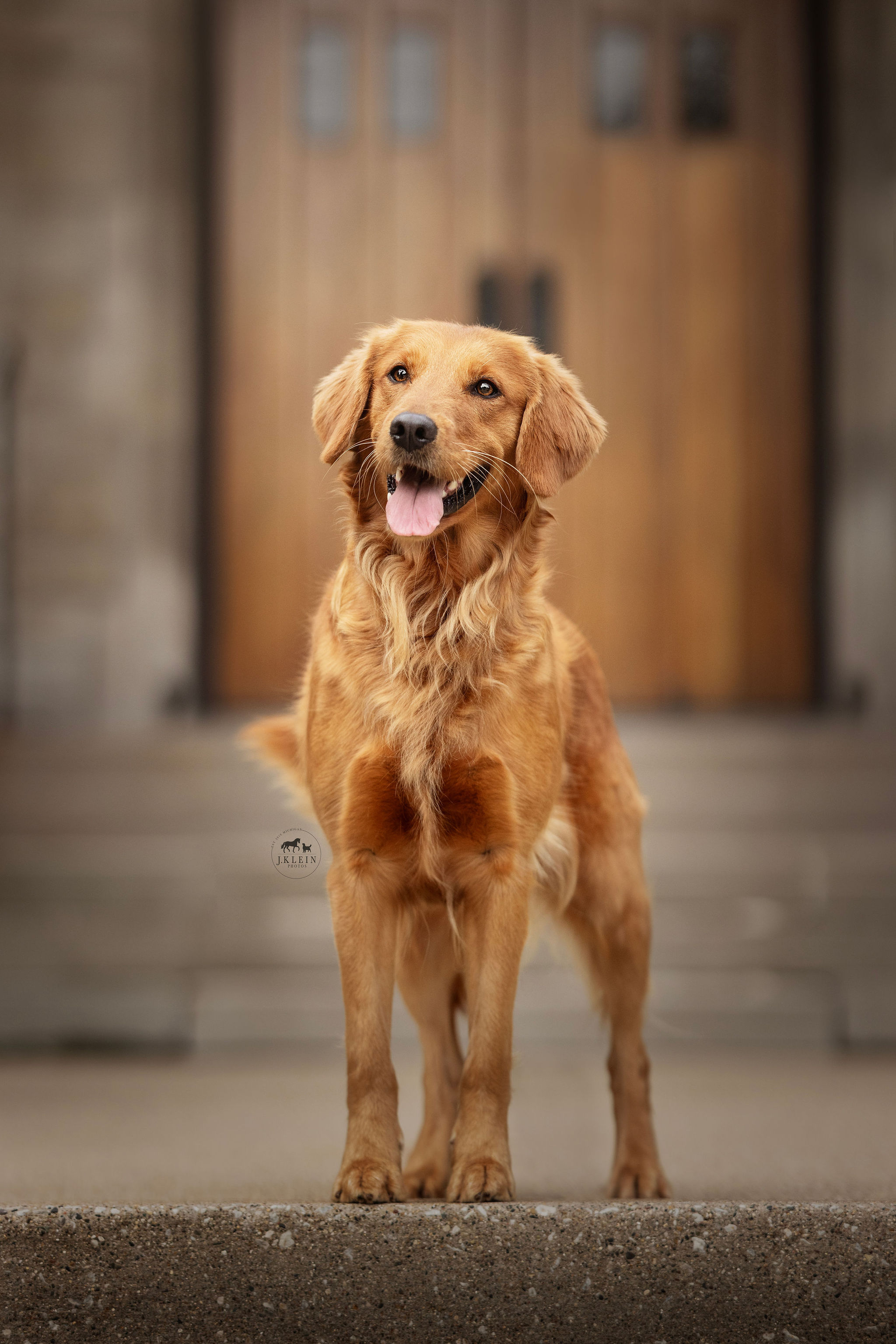 Dog picture
