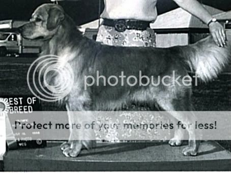 Dog picture