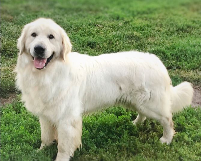 Dog picture