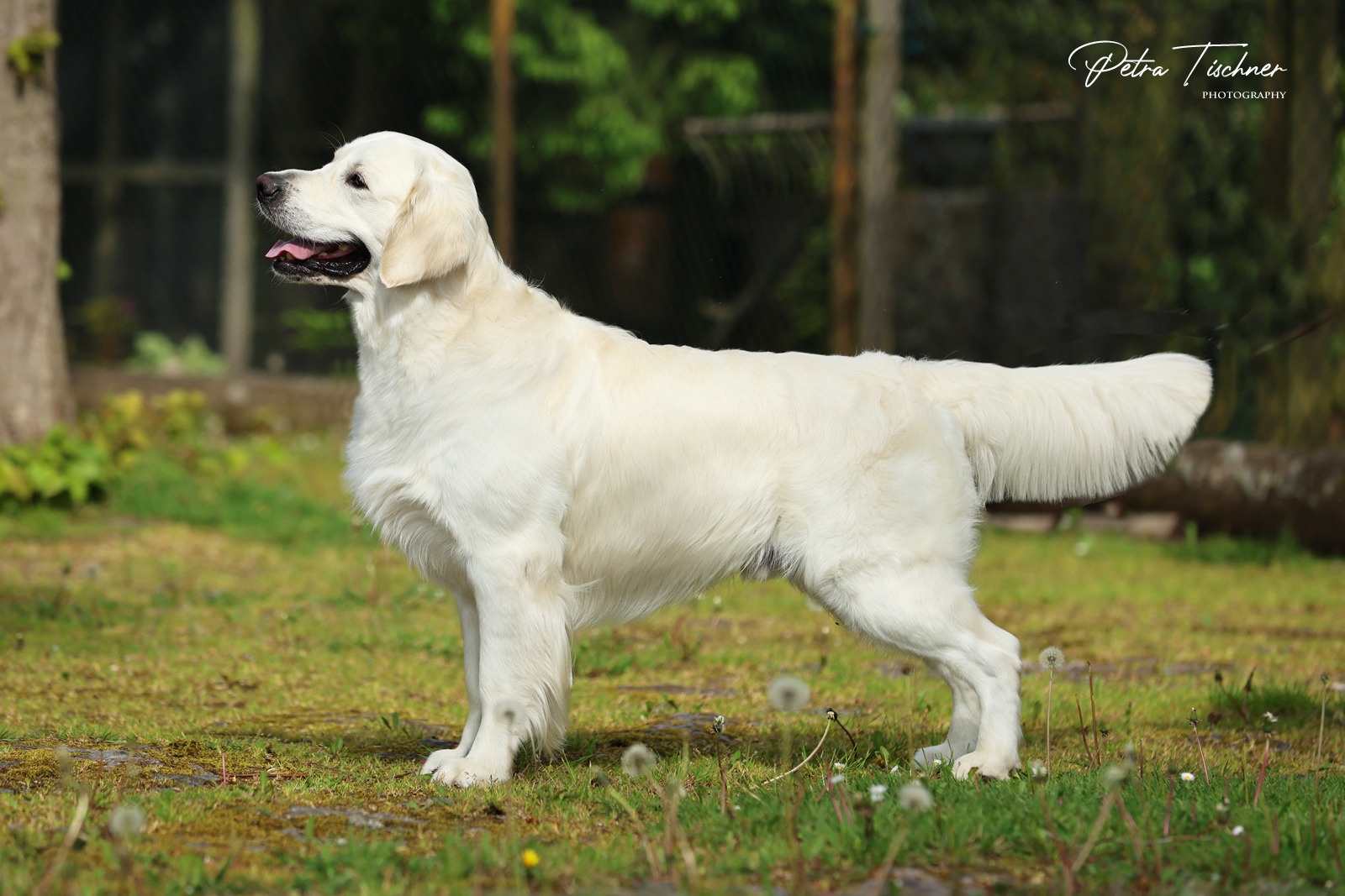 Dog picture