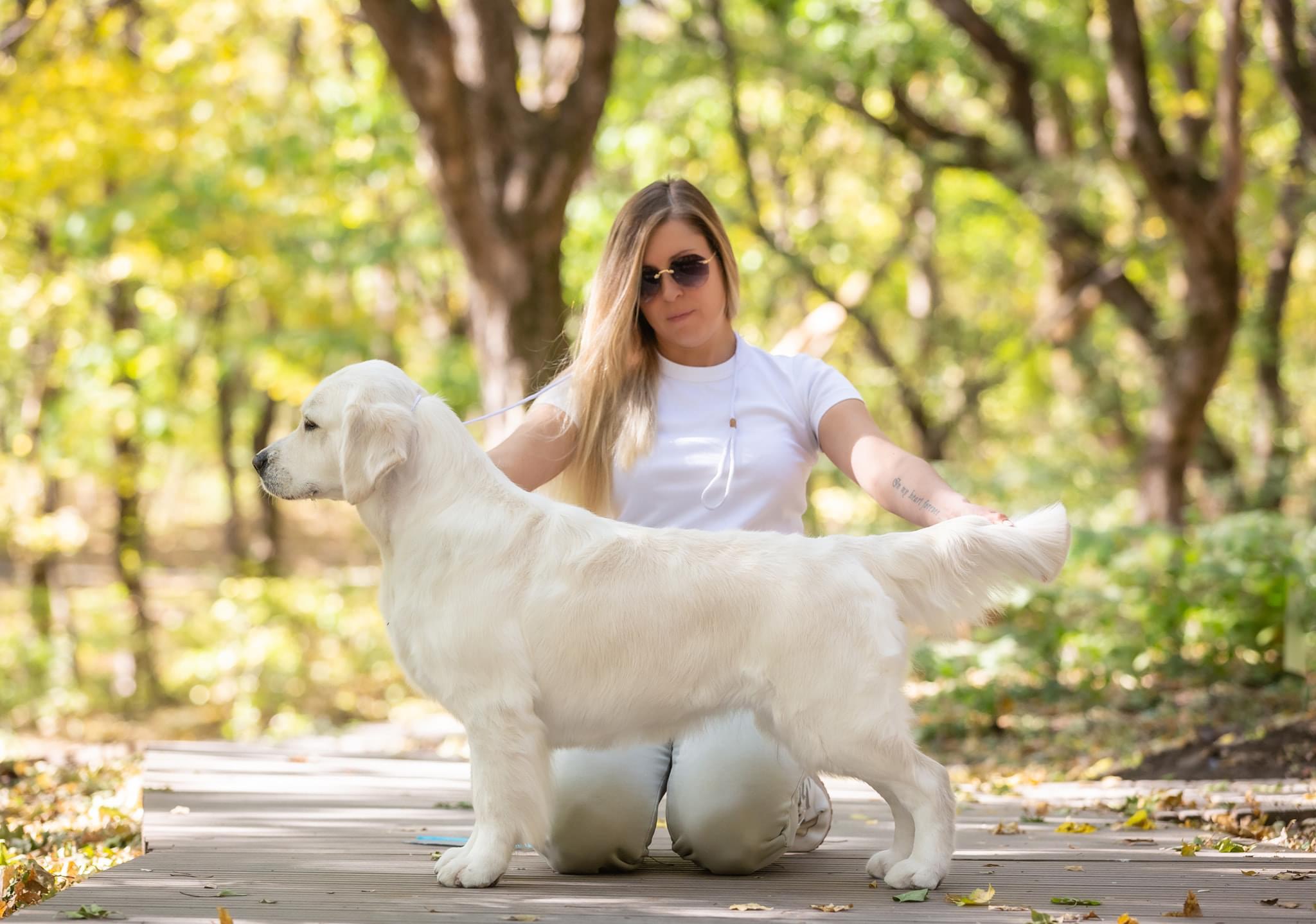 Dog picture