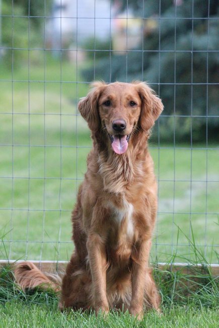 Dog picture