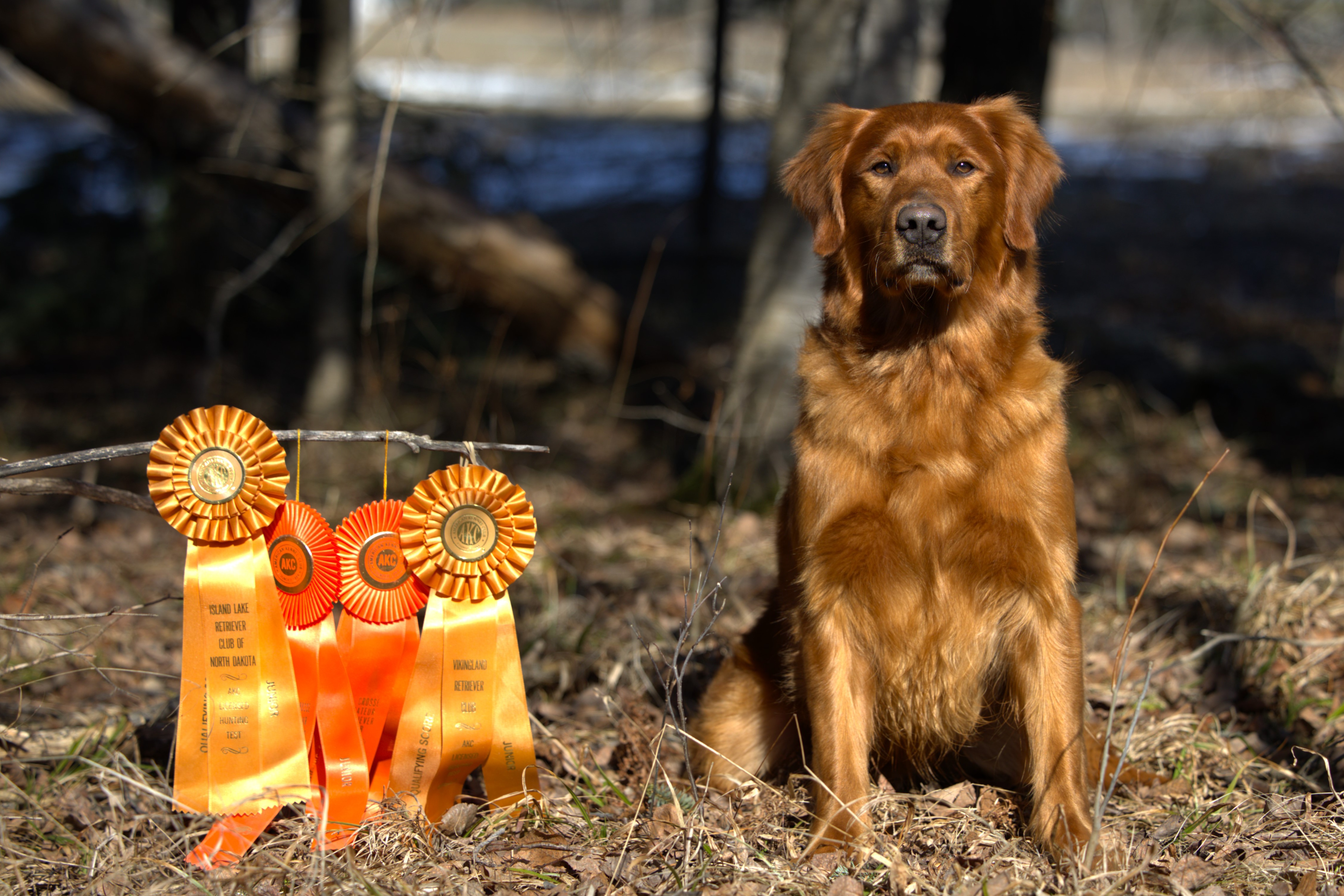 Dog picture