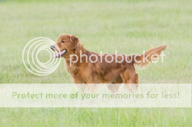 Dog picture