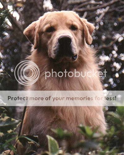 Dog picture