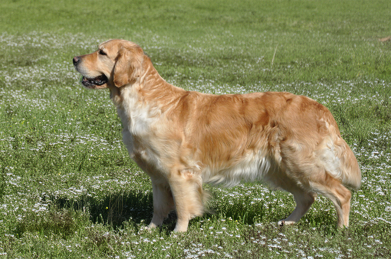 Dog picture