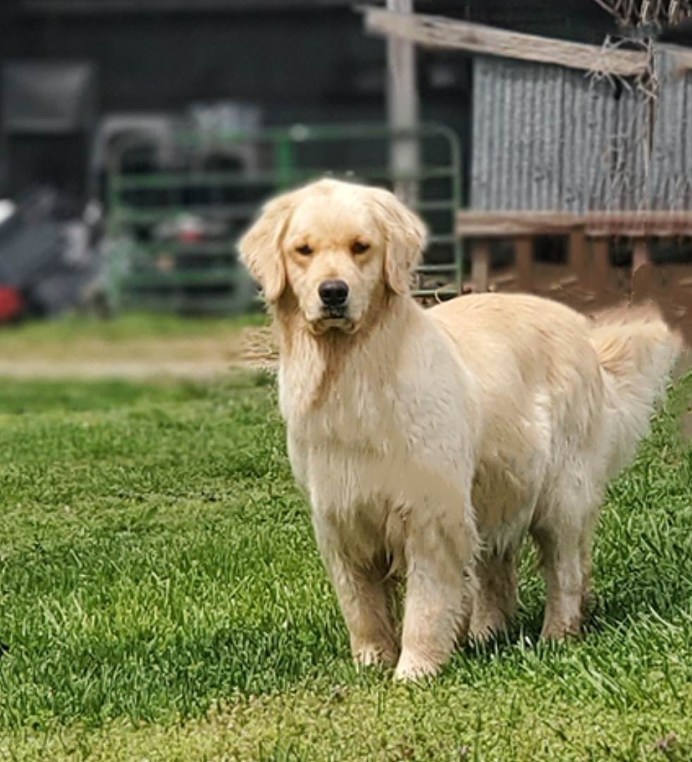 Dog picture
