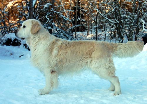 Dog picture