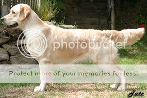 Dog picture