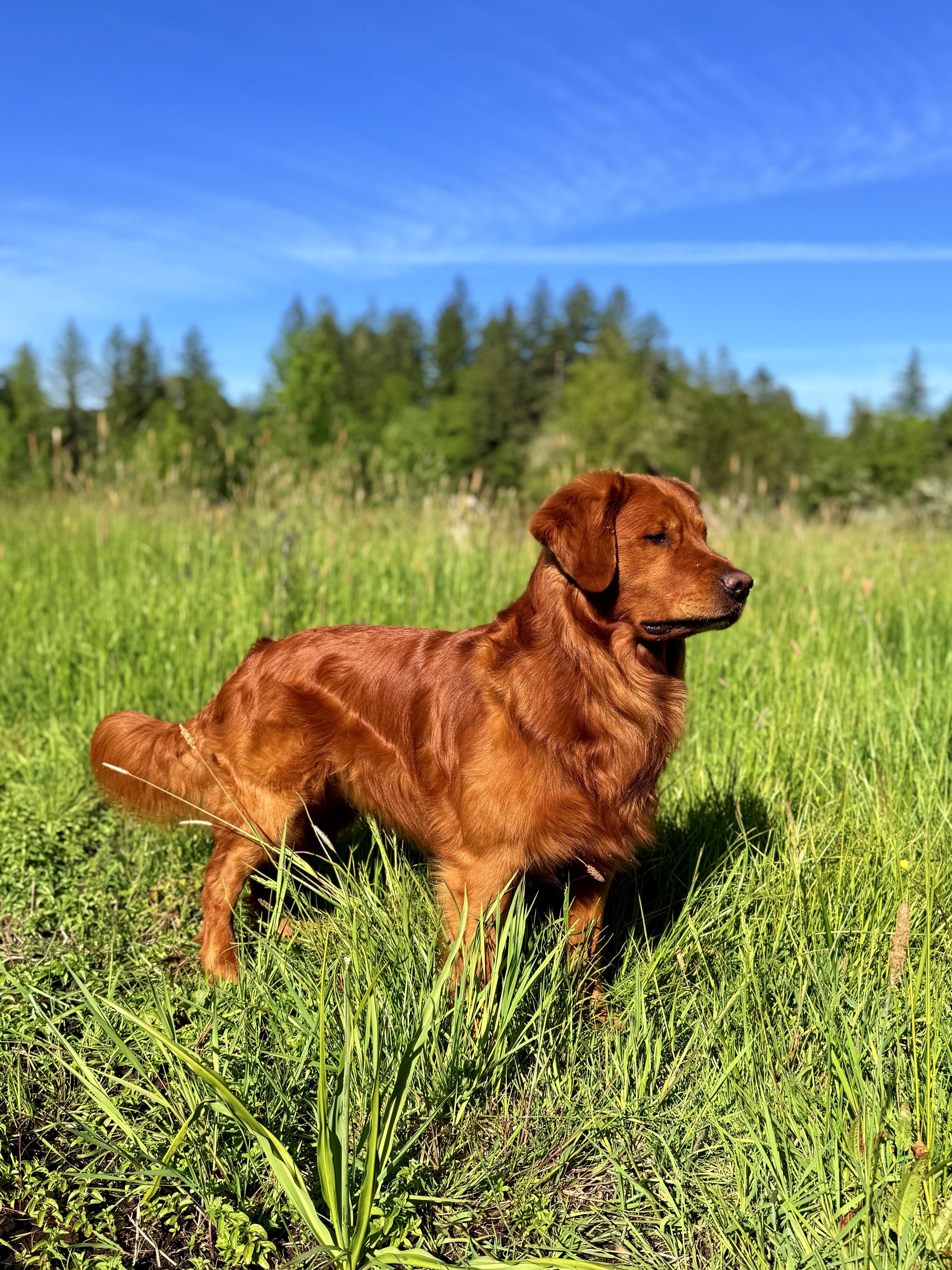 Dog picture