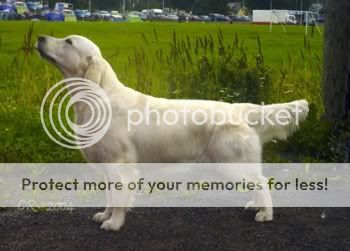 Dog picture
