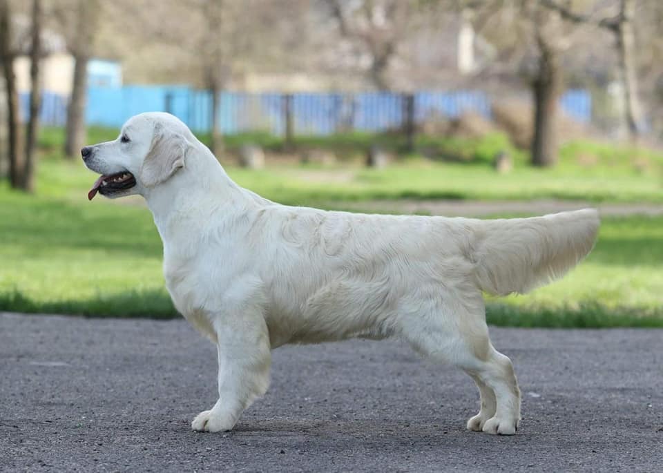 Dog picture