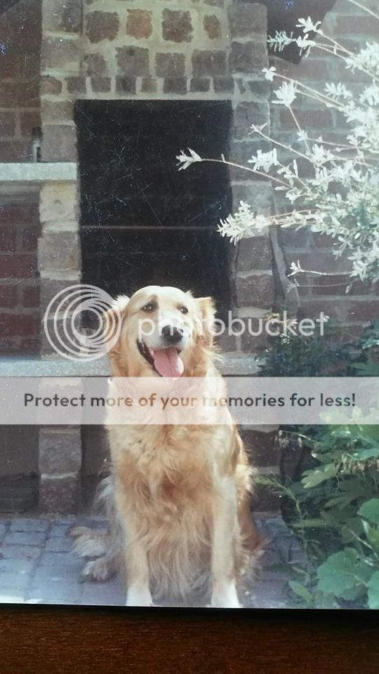 Dog picture