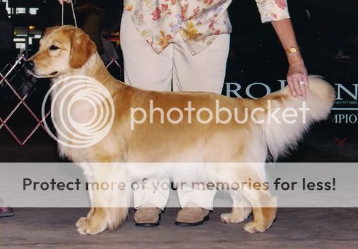 Dog picture