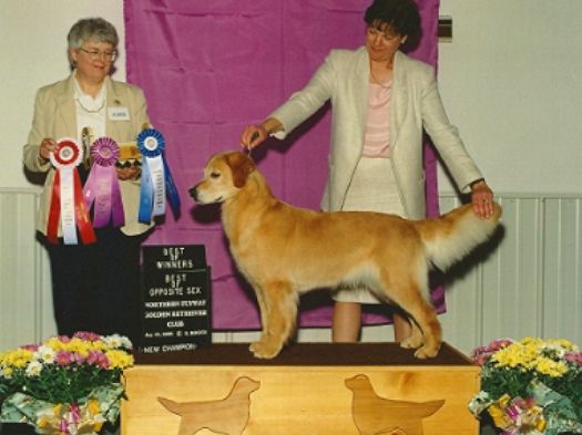 Dog picture