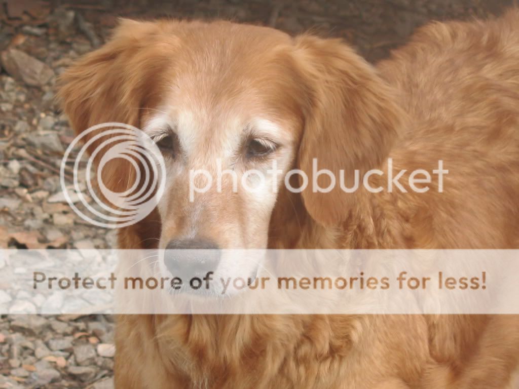 Dog picture