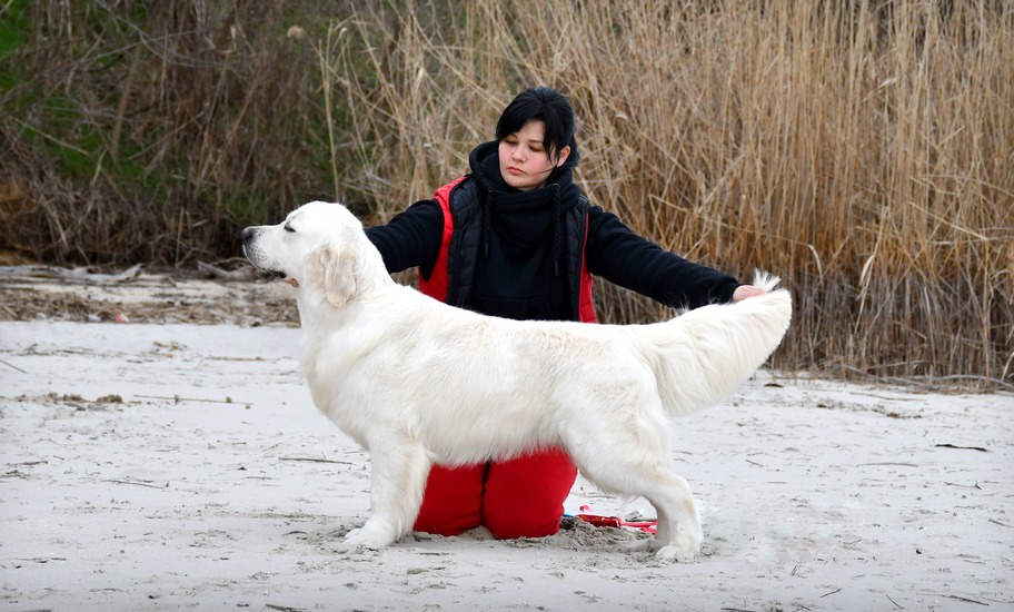 Dog picture