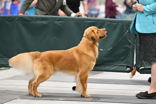 Dog picture