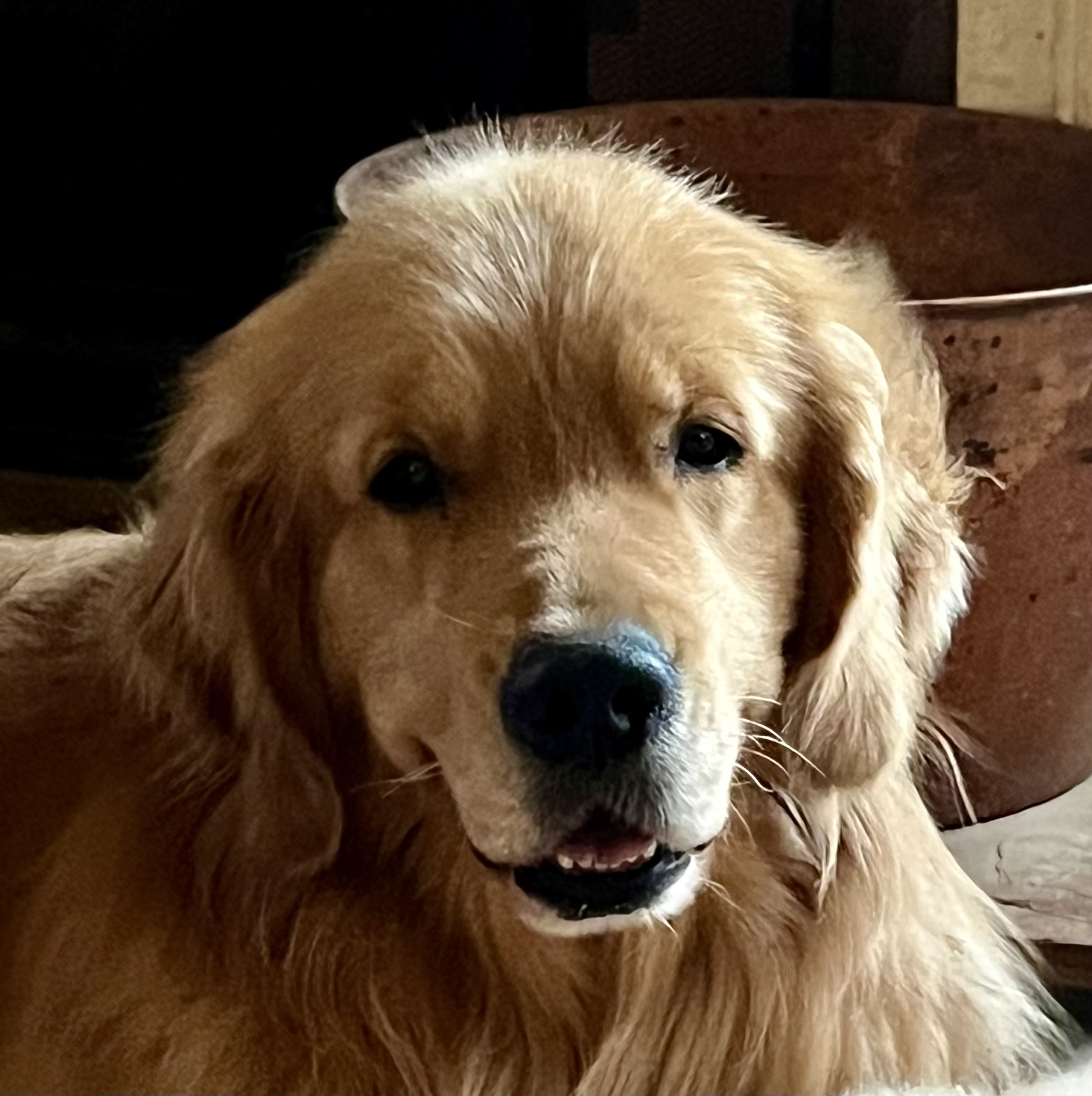 Dog picture