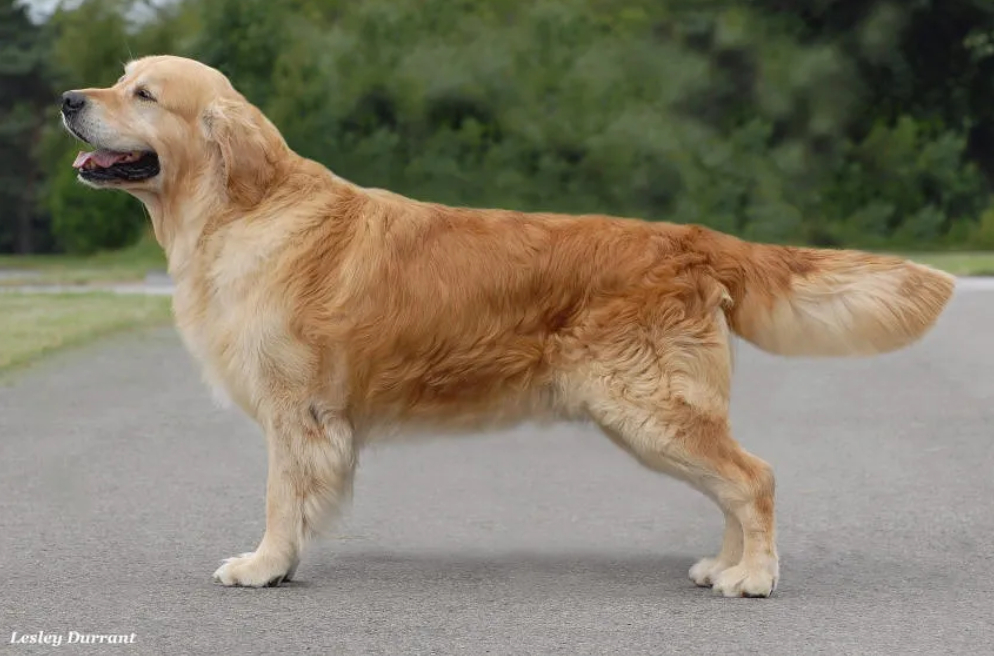 Dog picture