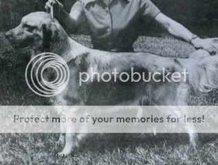 Dog picture