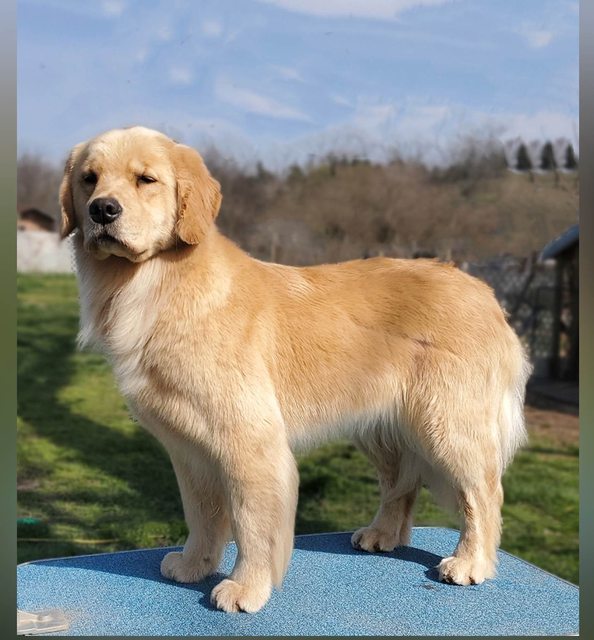 Dog picture