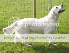 Dog picture