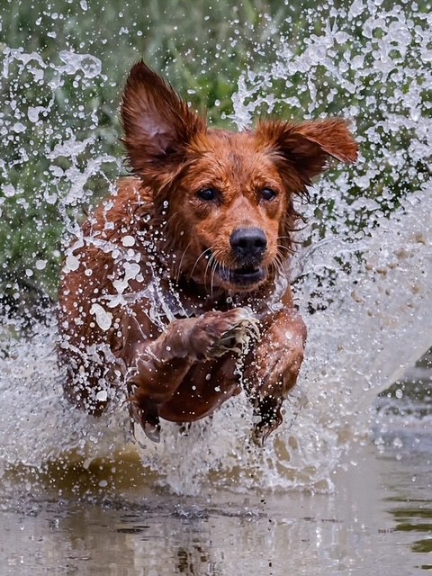 Dog picture