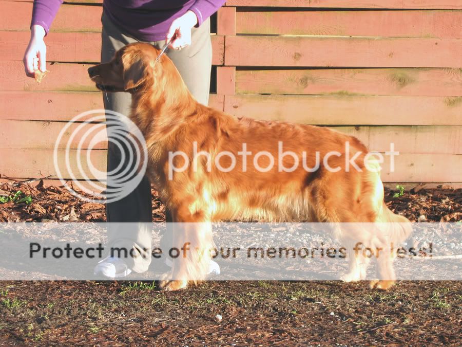 Dog picture