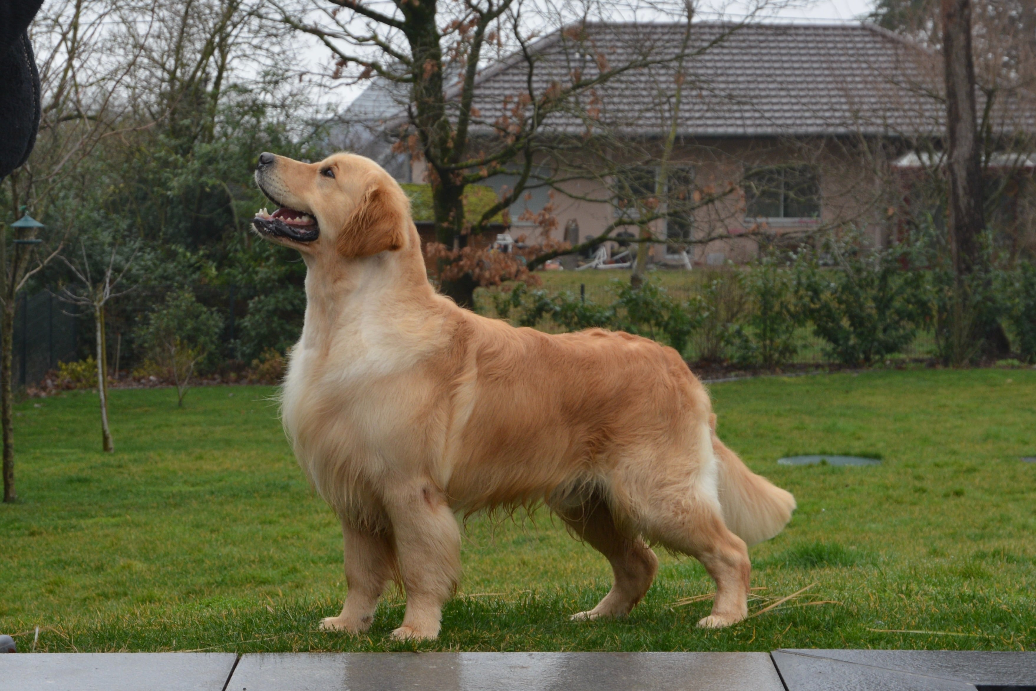 Dog picture