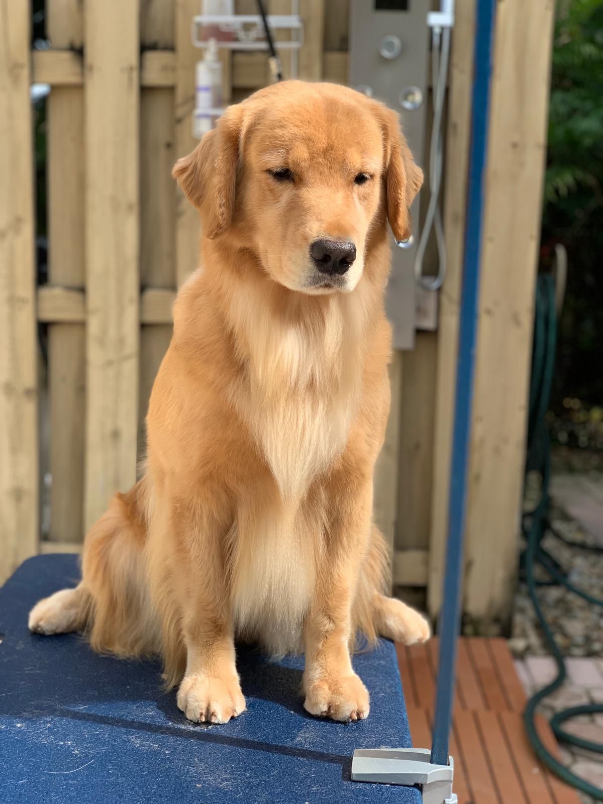 Dog picture