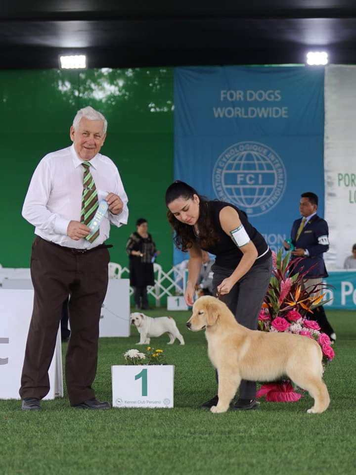 Dog picture