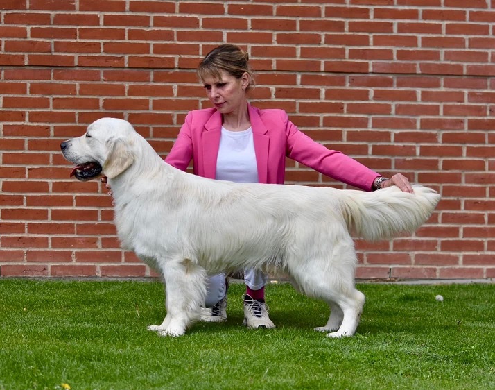 Dog picture