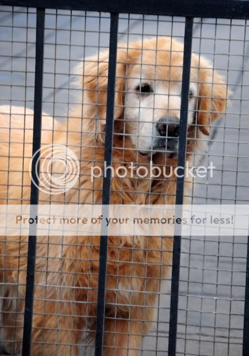 Dog picture